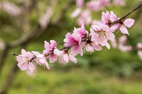 桃花樹結果|桃花(薔薇科桃屬植物的花朵):形態特徵,生長習性,物種分布,常見種。